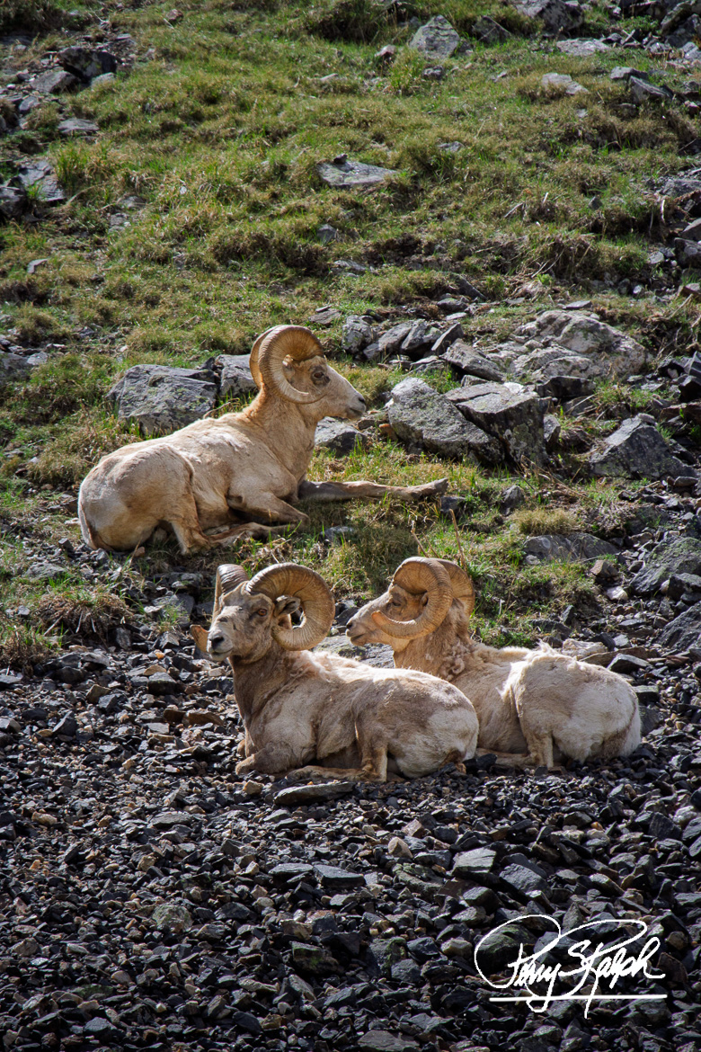 Perry Ralph tweet media