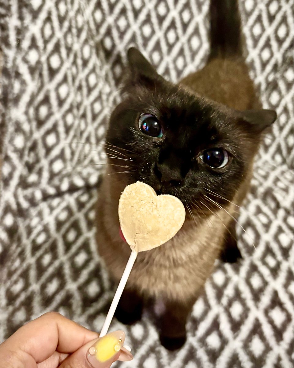 Pets Alive tweet media