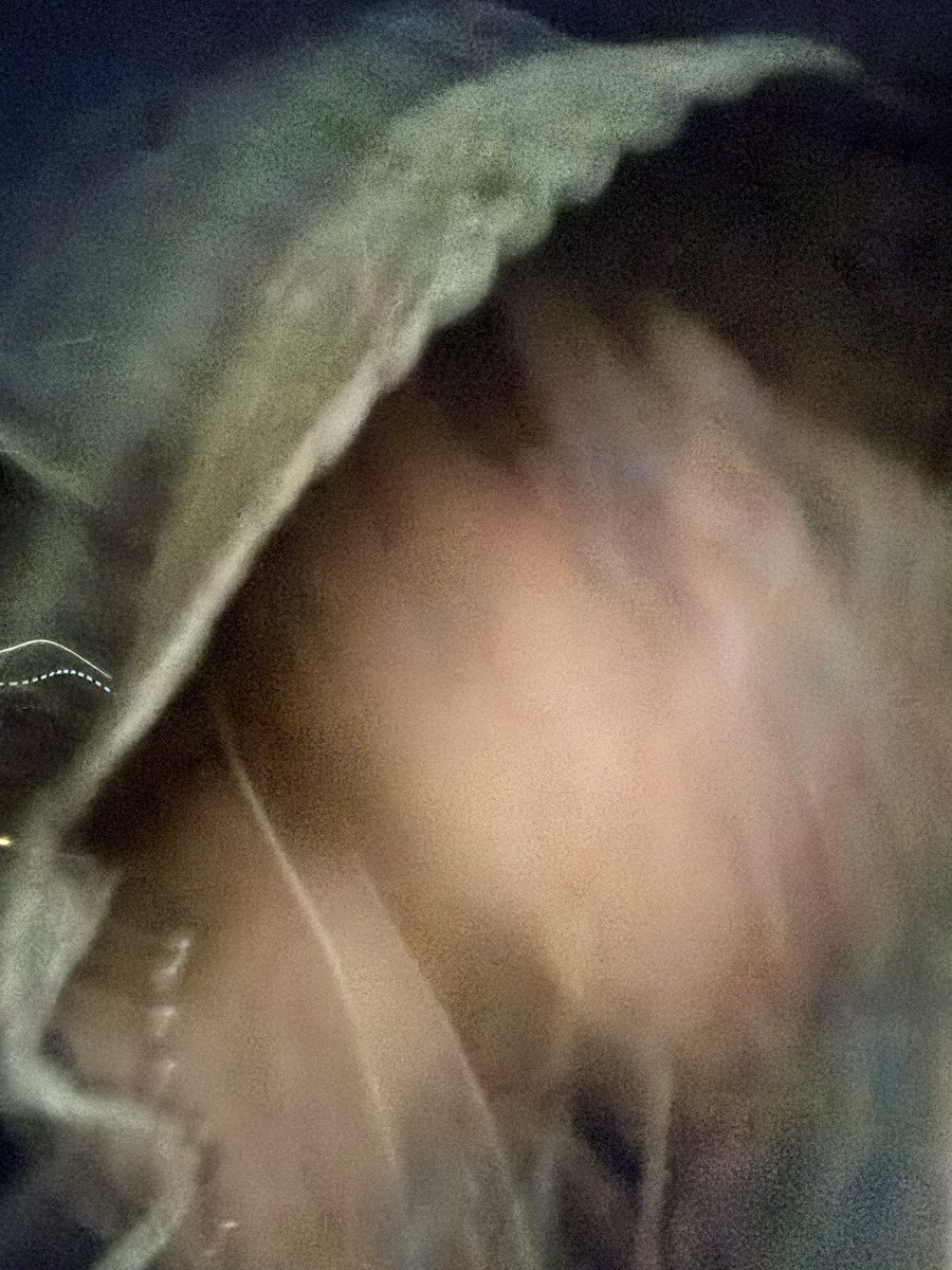 KIKOBAND tweet media