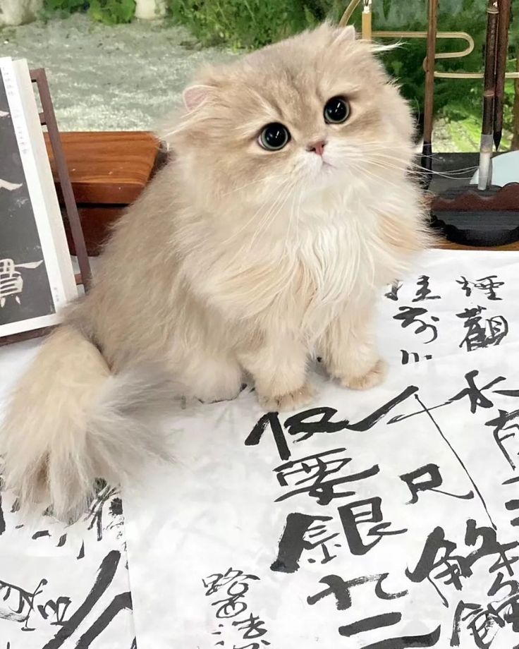 enhypen_is_7 HEESEUNG IS BACK tweet media