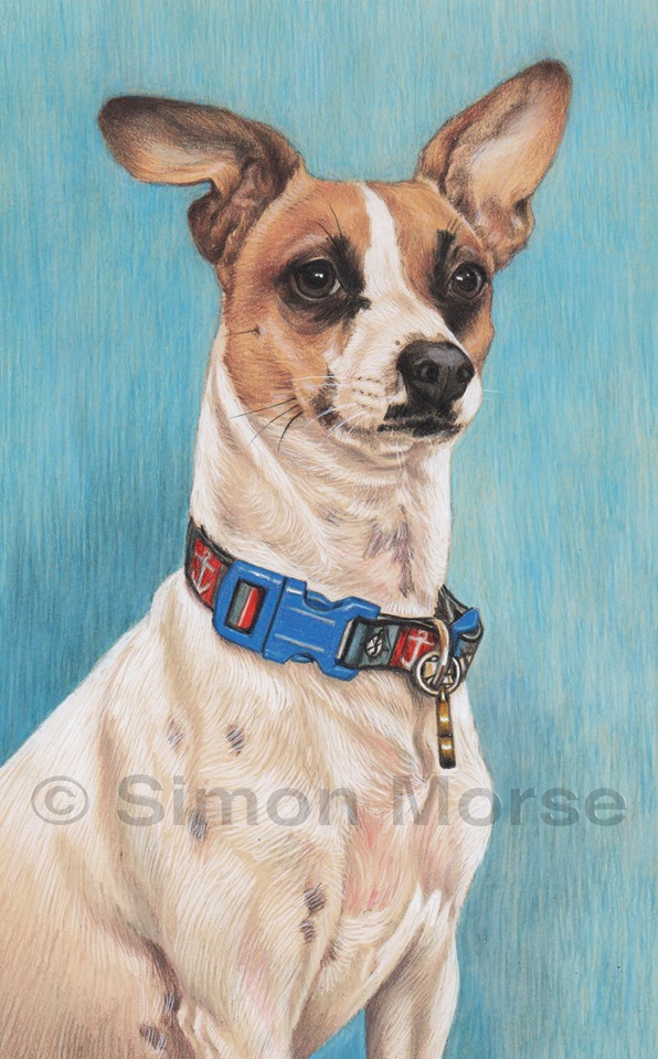 SimonMorse16's tweet image. Hello everyone!
Here is Skipper, a portrait I did a while ago, but don’t show very often. I love the cheeky face and of course, those ears!
If you would like a hand drawn portrait of your pet(s), please contact me.
#dog #cat #doglover #catlover #pet #petportrait #present #gift