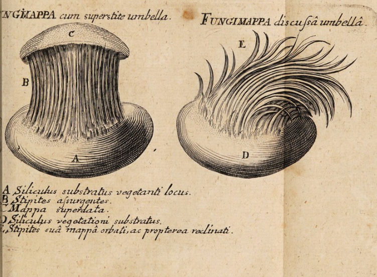 FungiPreModern's tweet photo. A brief passage from M.A. Severino's De lapide fungifero, as he investigates #fungi also reconstructing a history of #mushrooms and #tuberi #histsci #plantstudies #vegetatione #17thcentury #Severino https://t.co/IvWswIalNn