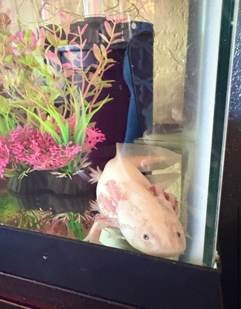 eve 🌸 tweet media