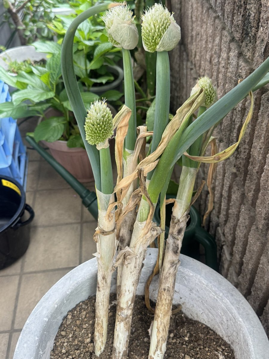2026/4/16 13:50の空

泥ネキを、土に埋めて保存していたら いつの間にかネギボウズが出てました🤣 

(*˘︶˘*)ｵﾔｽﾐﾅｻｲ.｡.:*♡