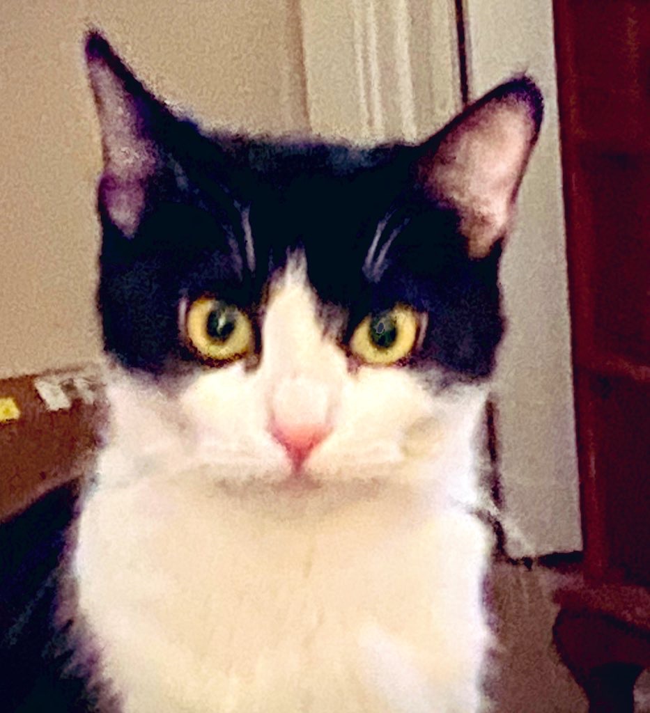 Pjoyfarrar🌴🌊 💙 tweet media