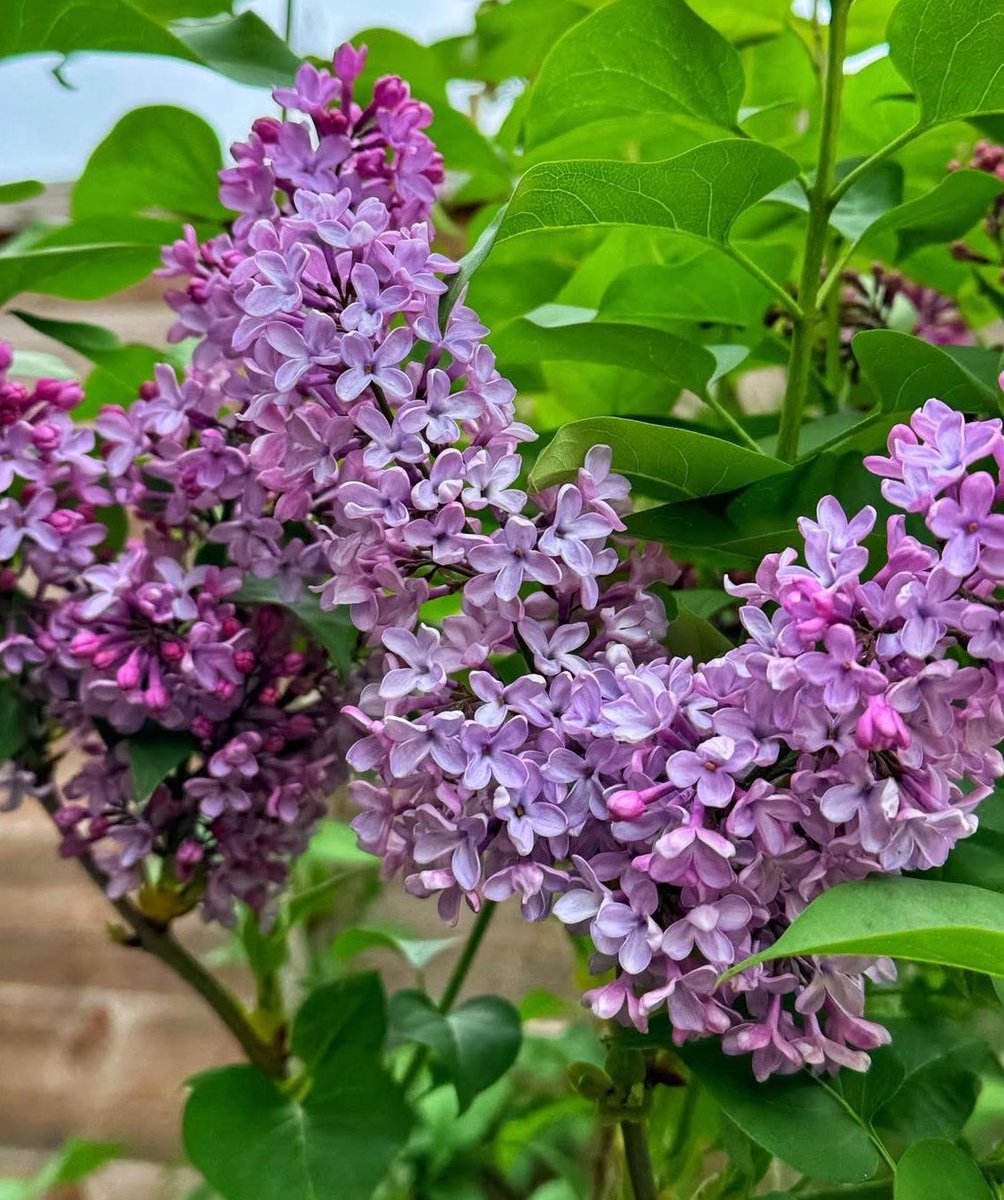 Flower Show tweet media