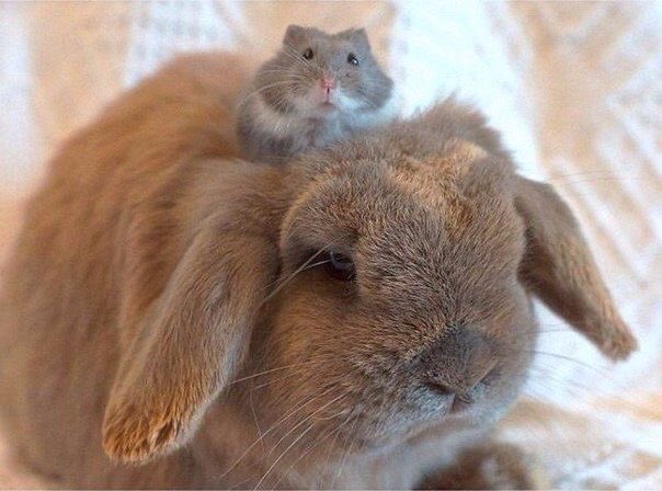 MARJIMALS tweet media