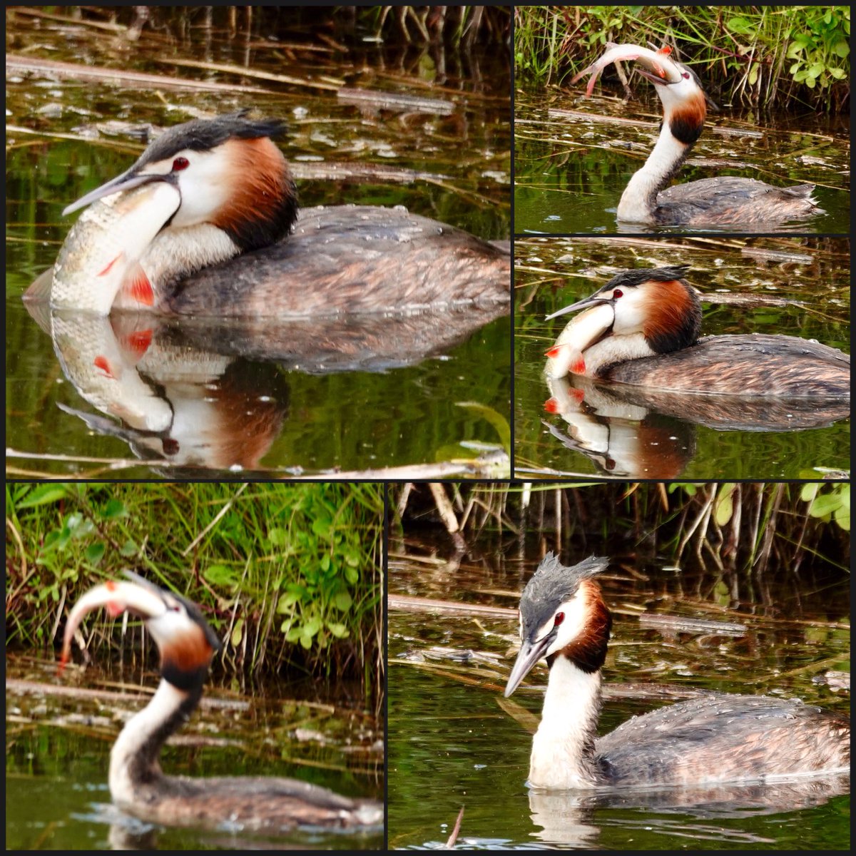 adriana57's tweet photo. De #fuut had geen moeite met deze grote vis, in drie happen had hij hem doorgeslikt👍👍
Fijne avond👋🏻👍 https://t.co/fH36auVYKB