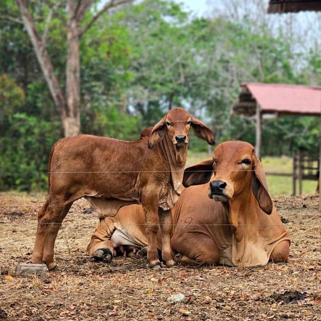 AuroraBorellisX tweet media