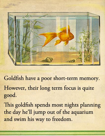 Fantastic Aquariums (@fantasticaqua) on Twitter photo 