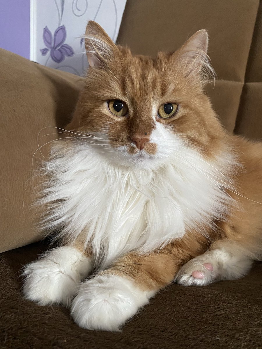 Гость из позабудущего tweet media