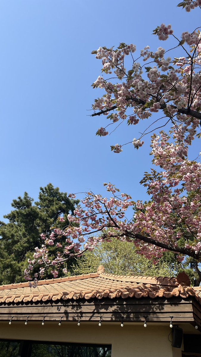 1nng_'s tweet photo. 벚꽃이 져도 아쉬워 하지 않고 겹벚꽃을 기다리기 🌸 https://t.co/rEgvCE8NdY