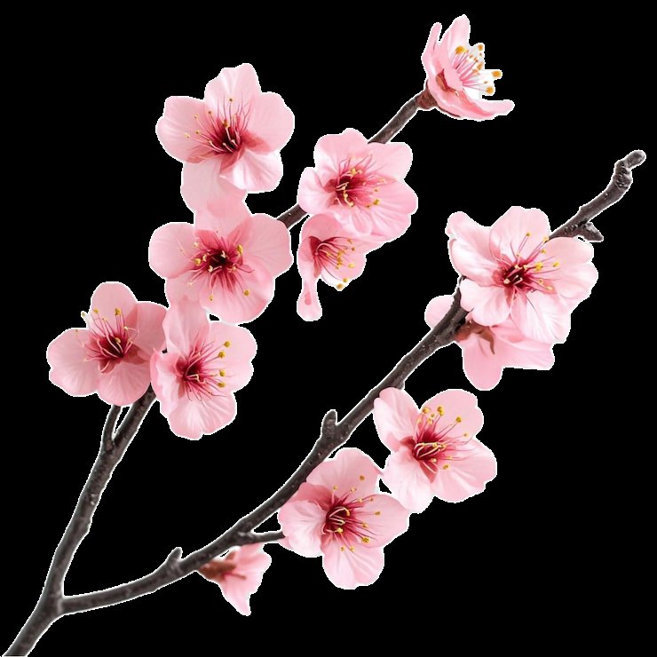 𝕊𝕙𝕖𝕟𝕣𝕚𝕥𝕤𝕦˳·˖✶𓆩𓁺𓆪✶˖·˳. tweet media