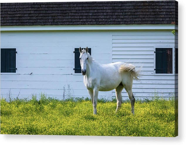 rachllea's tweet image. Jewel in a Buttercup Pasture

🩵 rachelsfineartphotography.com/featured/jewel…

#ColonialWilliamsburg #spring #wallart