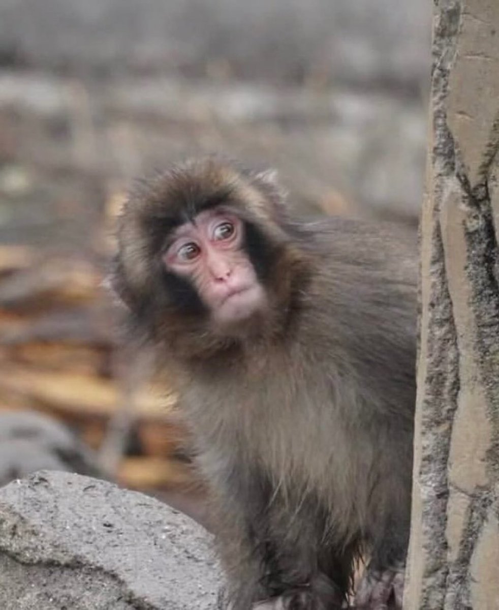 👑Lai Reina de Dinamarca tweet media