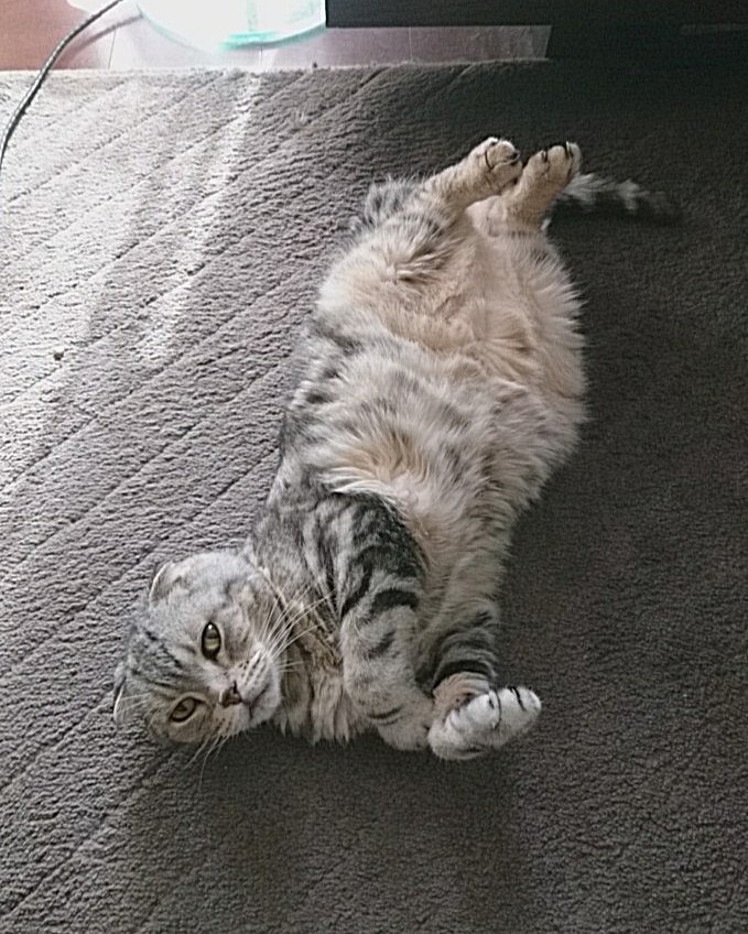 4月17日は、ぷりんの誕生日です🐱
おめでとう！