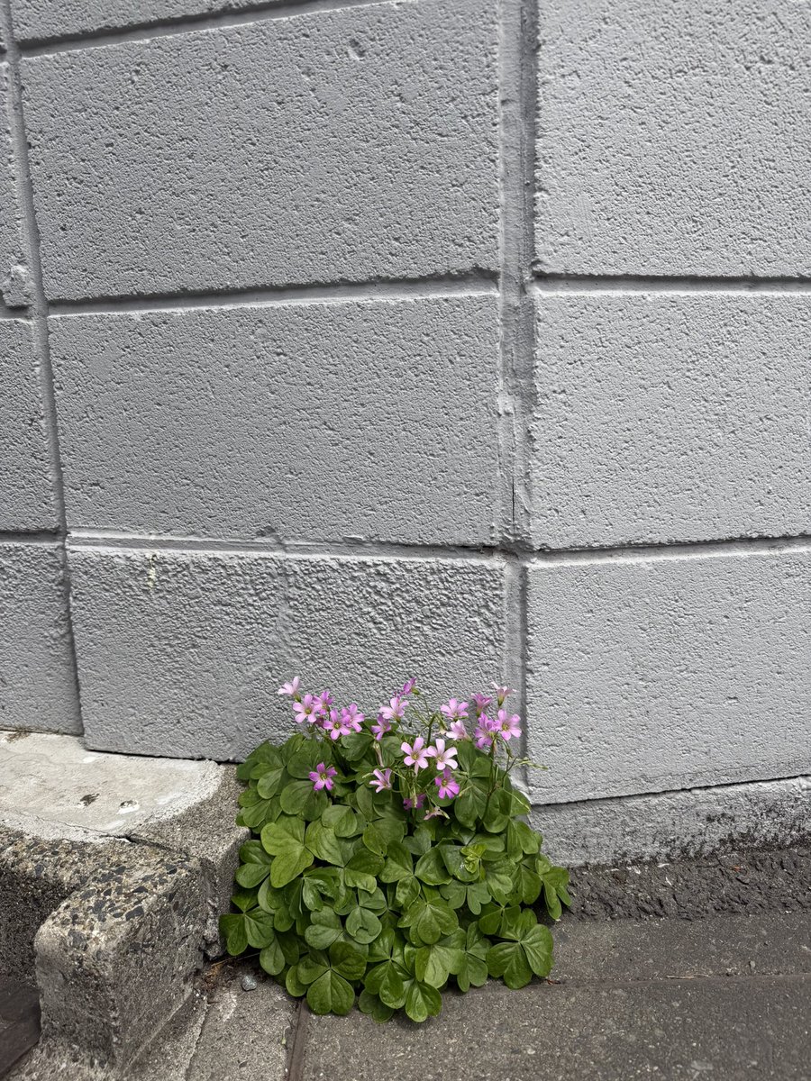 熊谷涼花 kumagai suzuka tweet media