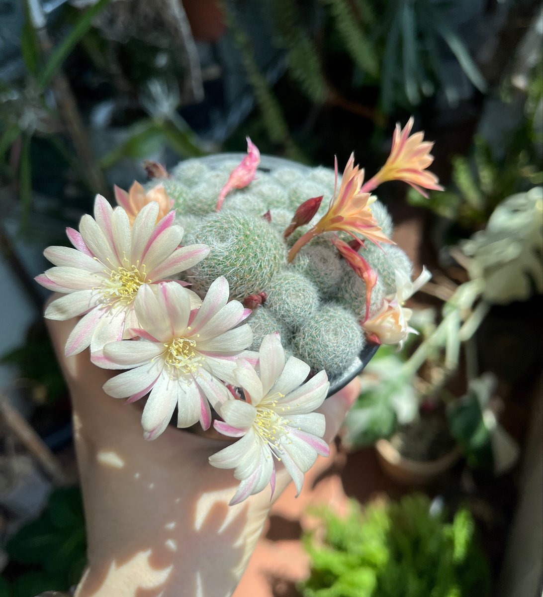 고사리집사 tweet media