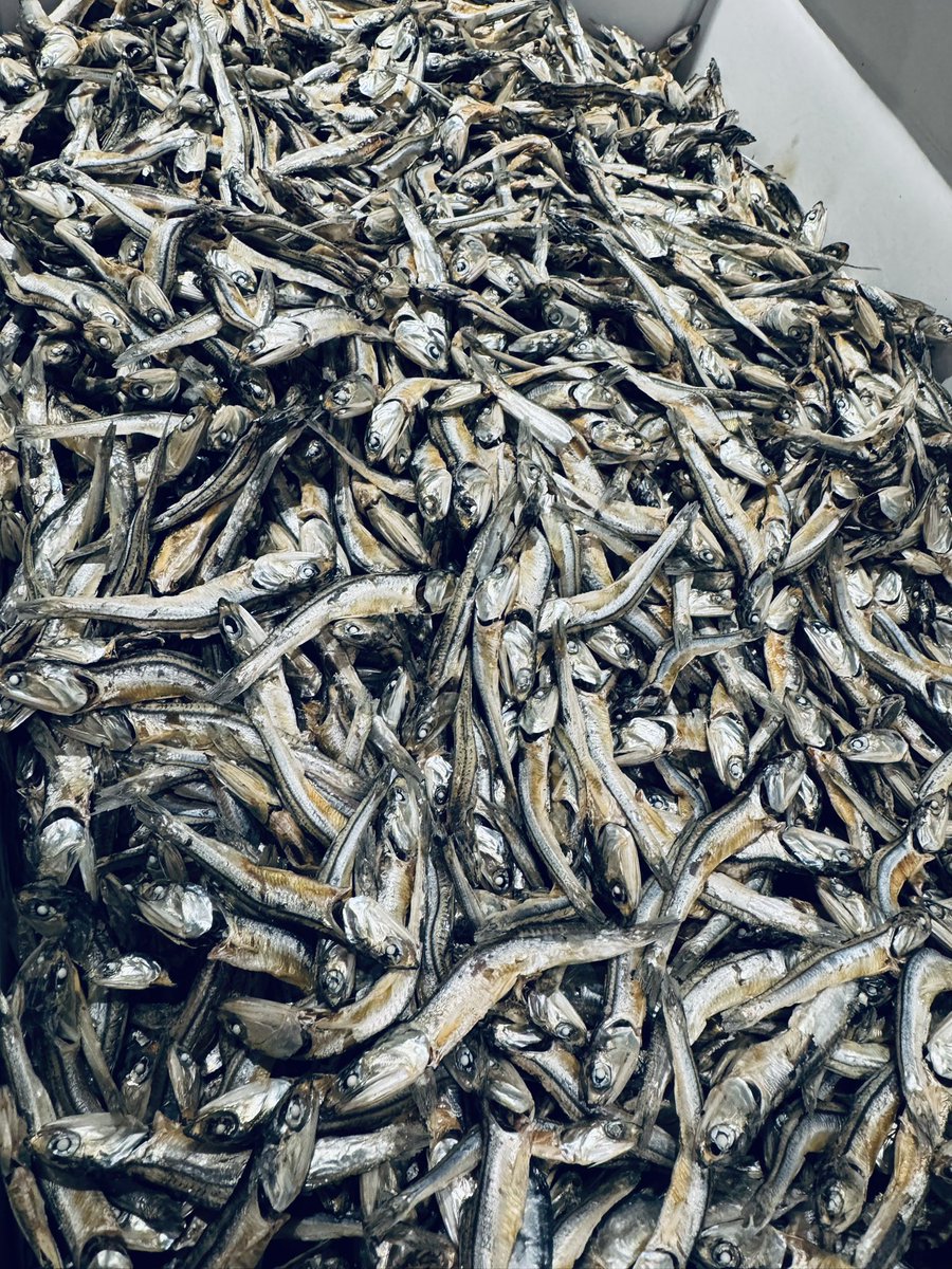 明日4/17(金)昼営業のメニューです。

【煮干蕎麦】
・伊吹と黒鯵煮干ソバ(伊吹島沖産いりこ、境港黒鯵煮干)
・銀鱗媛いりこ蕎麦(愛媛燧灘産白いりこ)
・【10食程】アイスディッピングニボプレッソ(いりこ出汁×冷たい濃厚煮干つけソバ)※ゆめちから平打ち
↓続く