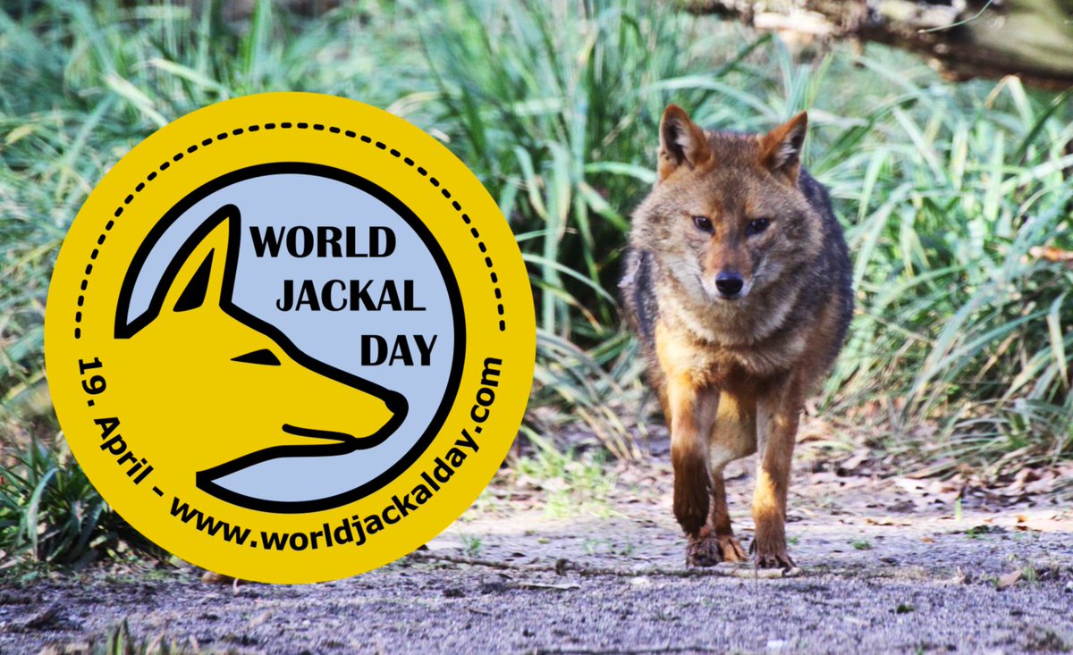 KricklRobert's tweet photo. 🦊ONLINE. Habt Ihr gewusst, dass man bei uns #Schakale in freier Wildbahn antreffen kann? Am 19. April findet wie jedes Jahr der #WorldJackalDay statt. Alle sind herzlich eingeladen bei diesem kostenlosen Online-Infoevent über diese #Tiere dabei zu sein: https://t.co/Lg8PLkLRJc🐕 https://t.co/oiblaUReAZ