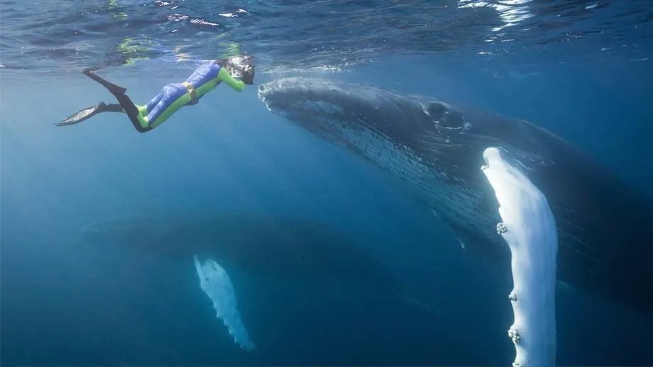 Tiere spüren wenn man ihnen hilft. Selbst Raubtiere die in Not sind. Auch suchen sie manchmal gezielt nach Hilfe. 

Menschen berichten regelmäßig über solche Erlebnisse. Eichhörnchen suchen in Notsituationen – besonders bei Jungtieren, Verletzungen, extremem Hunger oder Durst –