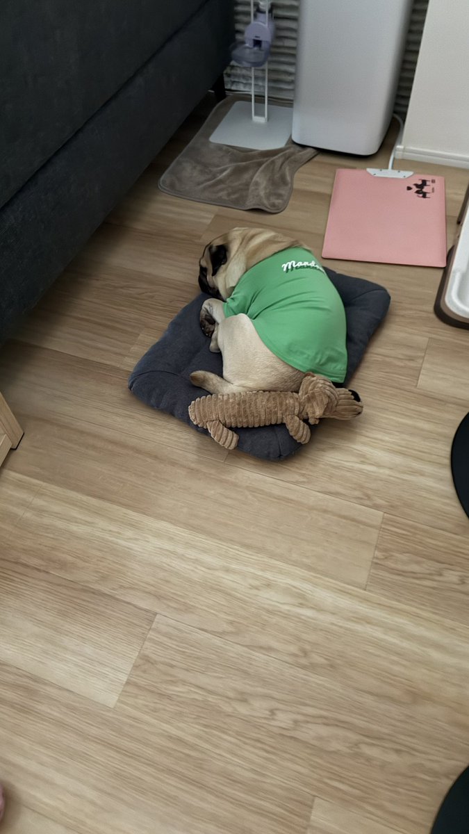 pug_haruranman's tweet image. ちんまりしとんなぁ

#パグ #パグはいいぞ #pug
