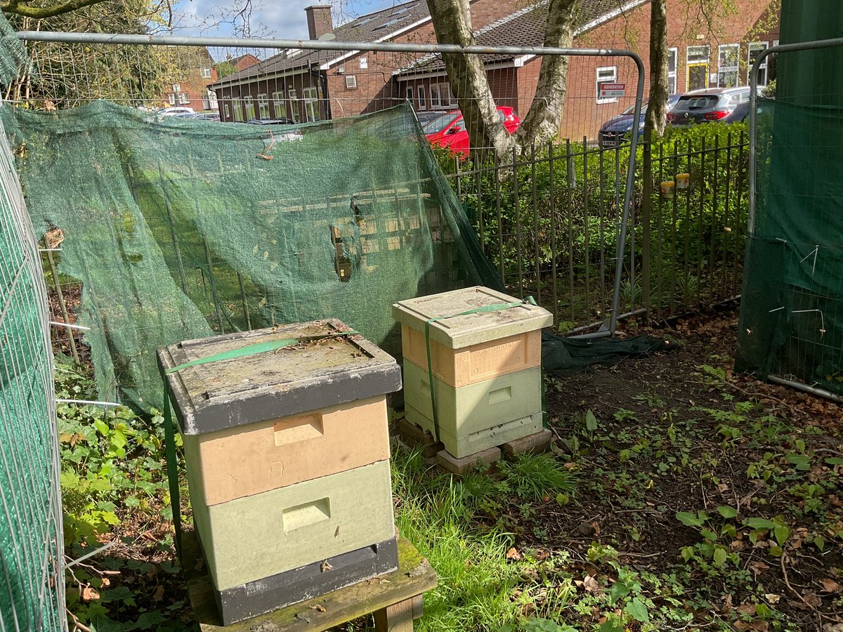StJamesRecep's tweet photo. We couldn’t quite believe it when the Beeman told us that we had beehives on our school grounds. So we went to see for ourselves this morning! Some of the bees had died over winter but we spotted the hive that still had bees living in it 🐝 
@StJamesChorley @StJamesRecep https://t.co/K61lbWaFmf