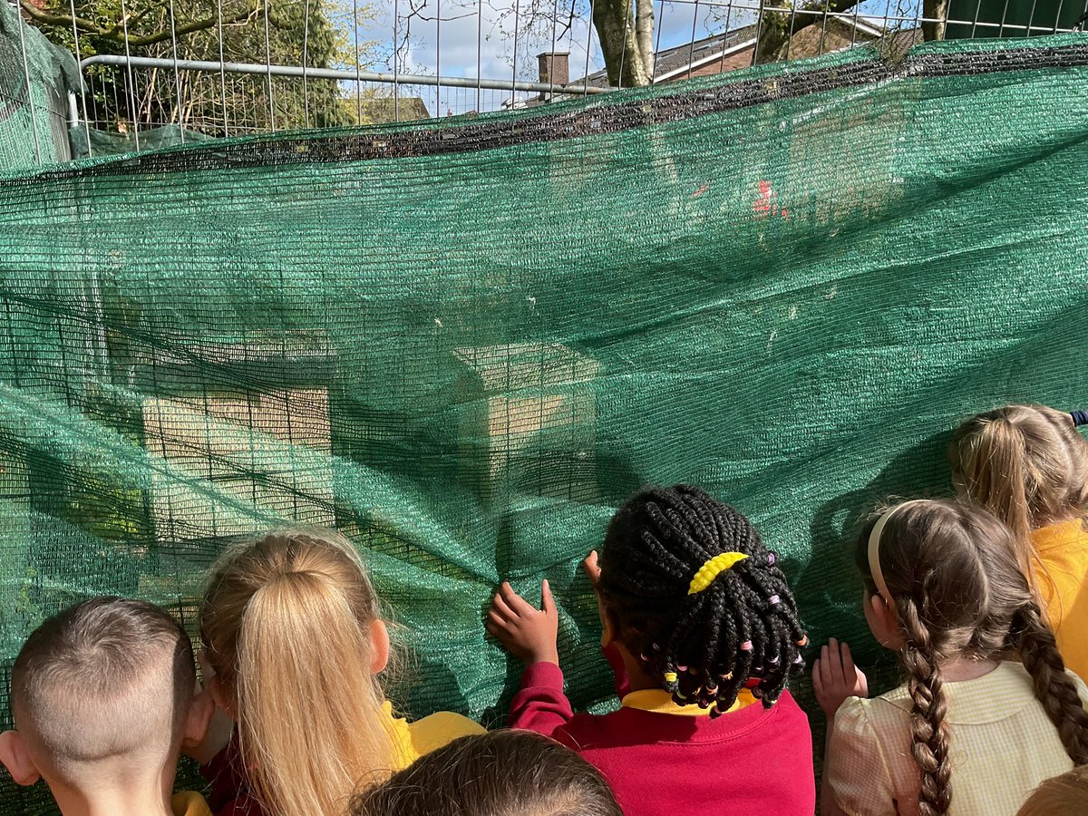 StJamesRecep's tweet photo. We couldn’t quite believe it when the Beeman told us that we had beehives on our school grounds. So we went to see for ourselves this morning! Some of the bees had died over winter but we spotted the hive that still had bees living in it 🐝 
@StJamesChorley @StJamesRecep https://t.co/K61lbWaFmf