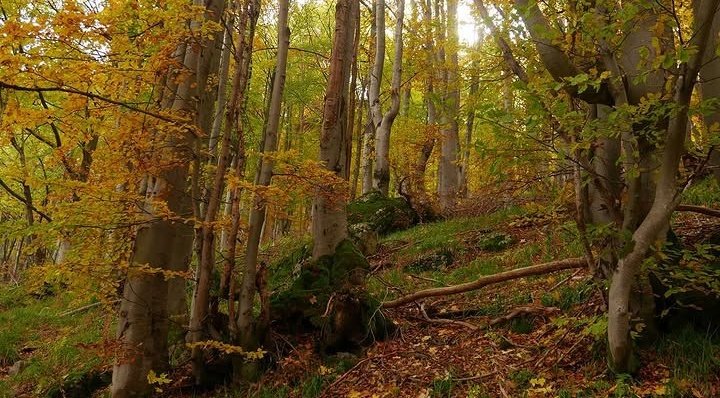 stanasposts's tweet image. #StanaKatic "I wish I could show you when you are lonely or in the darkness, the astonishing light of your own being." - Hafiz 🍃🍁🍃🍁🍃🍁
#Goodnight #FBF #FlashBackFuture