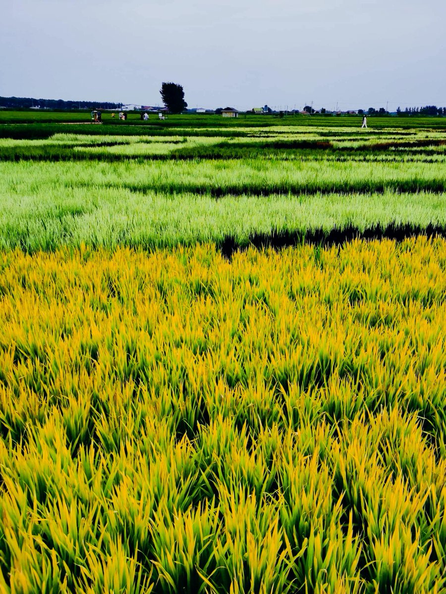 wald el mas tweet media