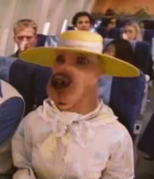 CogeVaca casado tweet media