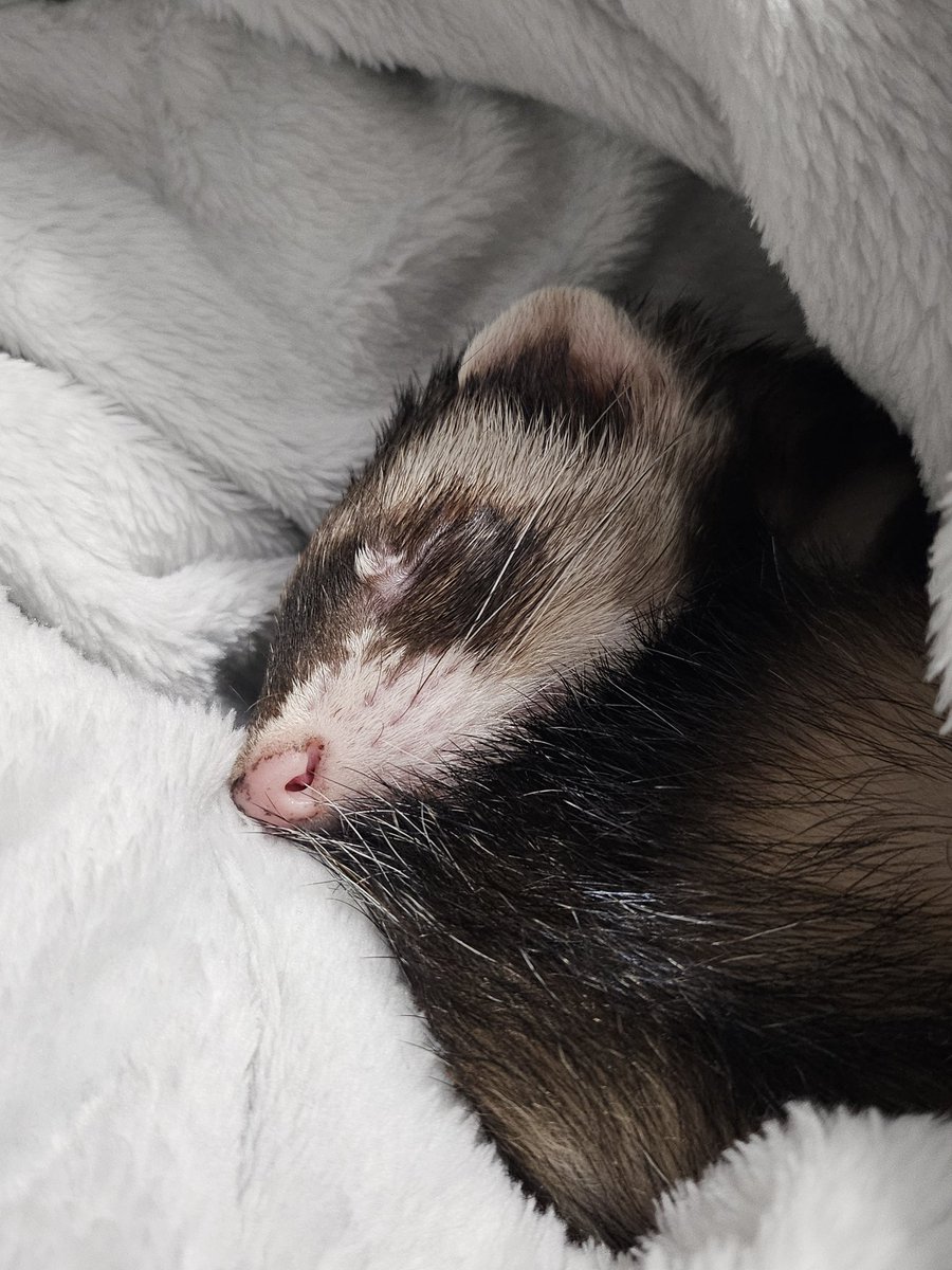 Daily Beans tweet media