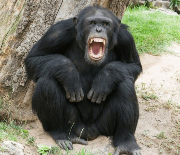 Meme Ault tweet media