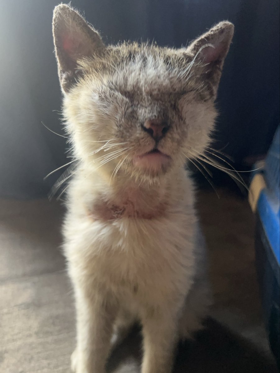 Salam animal care tweet media