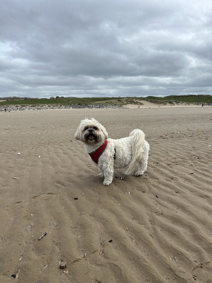 CalledBetty's tweet photo. I’ve been to the beach 🏖️ 🐾 https://t.co/q0SQksVzaV