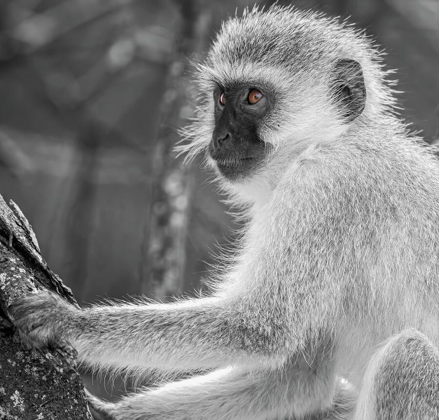 joancarroll's tweet image. Vervet Monkey Tanzania Africa BW! buff.ly/4ebKVpq #monkey #primate #vervetmonkey  #blackandwhite #blackandwhitephotography #wildlife #wildlifephotography #tanzania #africa #artforsale #wallartforsale #fashion #giftideas #nature #nationalpark @joancarroll