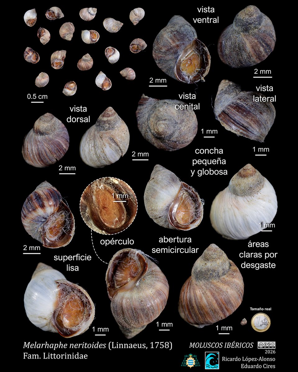 EduardoCires's tweet photo. Melarhaphe neritoides (Linnaeus, 1758)
#Littorinidae #malacología #gastropoda #moluscosmarinos #marinemolluscs #marinebiology #marinebiodiversity #marineecology #faunamarina #shellart #naturalhistory
@IndurotUniovi @Lopezalonsord @uniovi_info @UOdivulga https://t.co/ccoxgidP3y