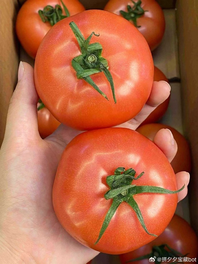 sobh albddah tweet media