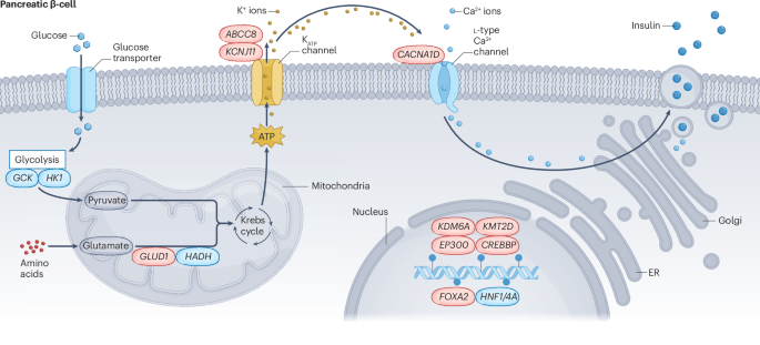 NatureRevEndo's tweet photo. New content online: The effect of hypoglycaemia on neurodevelopment: insights from congenital hyperinsulinism https://t.co/BxWRXnyJKl https://t.co/AnJZz37COK
