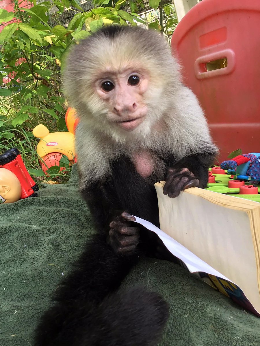 PocketsWarhol's tweet image. My life was an open book, even though some of the pages were a little ripped🤪📖🐒🪽#pocketswarhol #rememberme #AFTERLIFE