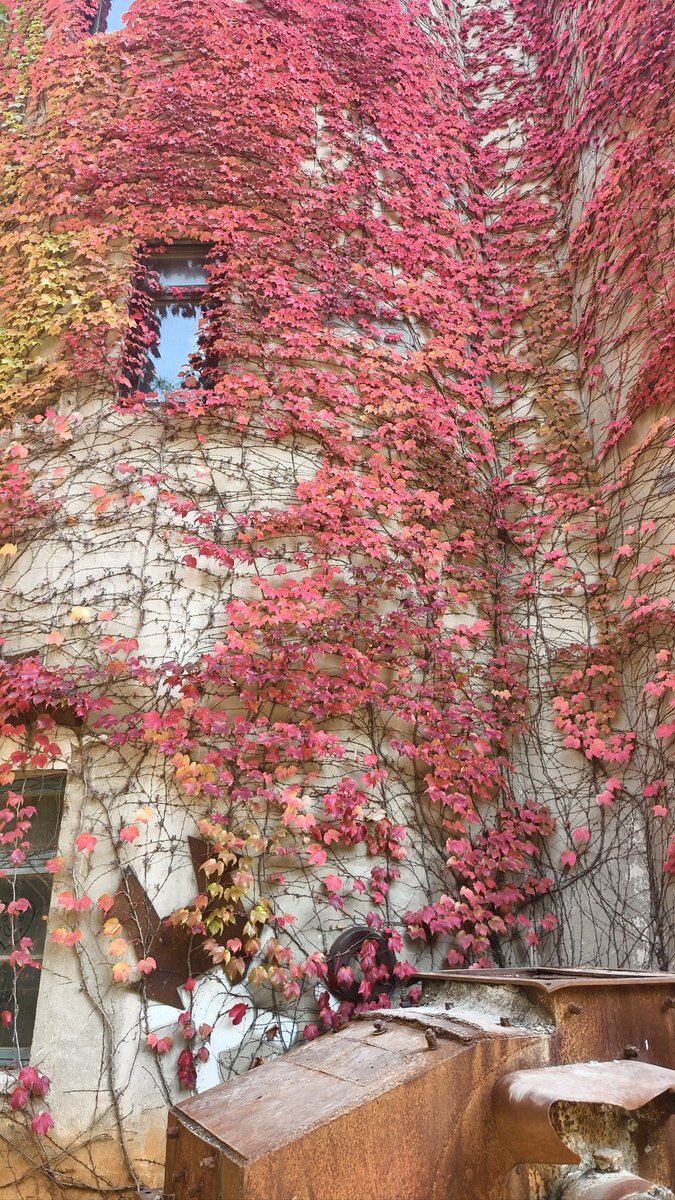 Ivy Johnson tweet media