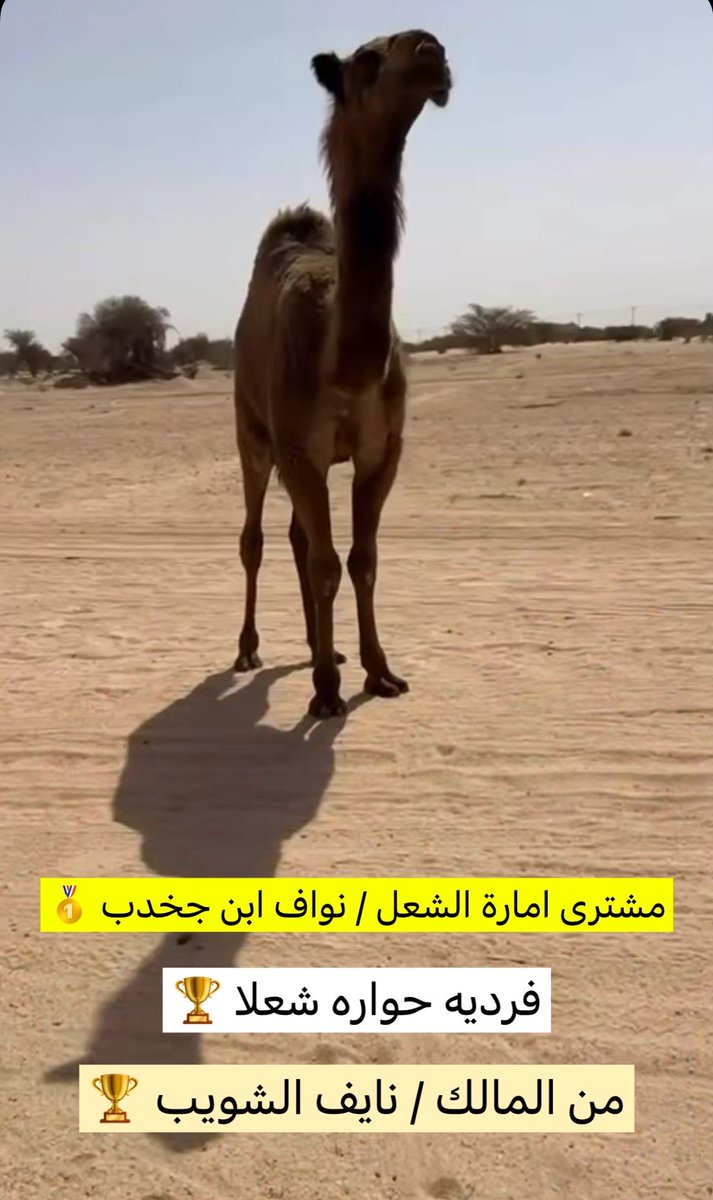 thebalq's tweet photo. جديد #مشترى نواف بن فهاد ابن جخدب حوارة شعلا من نايف الشويب …🥇 https://t.co/uEajS8fM88