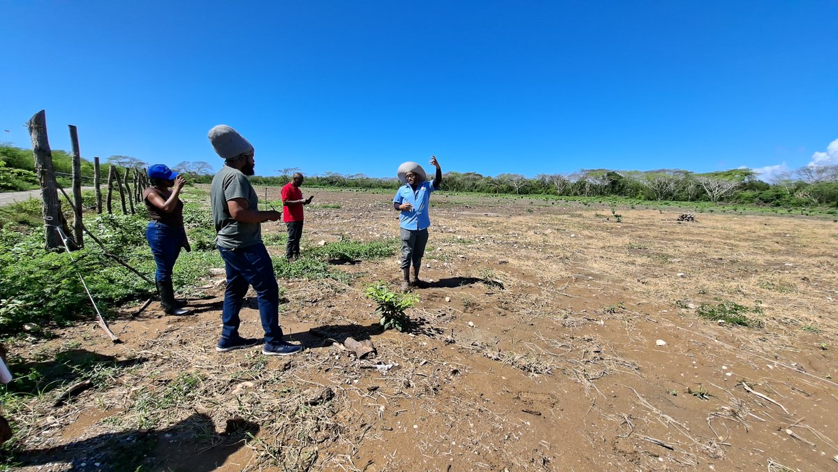 CCRAFCaribbean's tweet photo. On the ground in Jamaica 🇯🇲 | ADOPT Caribbean
Field visits &amp; stakeholder engagements are shaping the future of climate-resilient agri. 

🌱 Healthier soils
📈 Increased productivity
🌍 Greater resilience

Led by IICA + partners, funded by NZCSA 🇳🇿.
@GRA_GHG https://t.co/MkNux3Qx4E