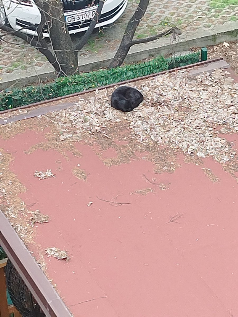 Pepsipopsa tweet media