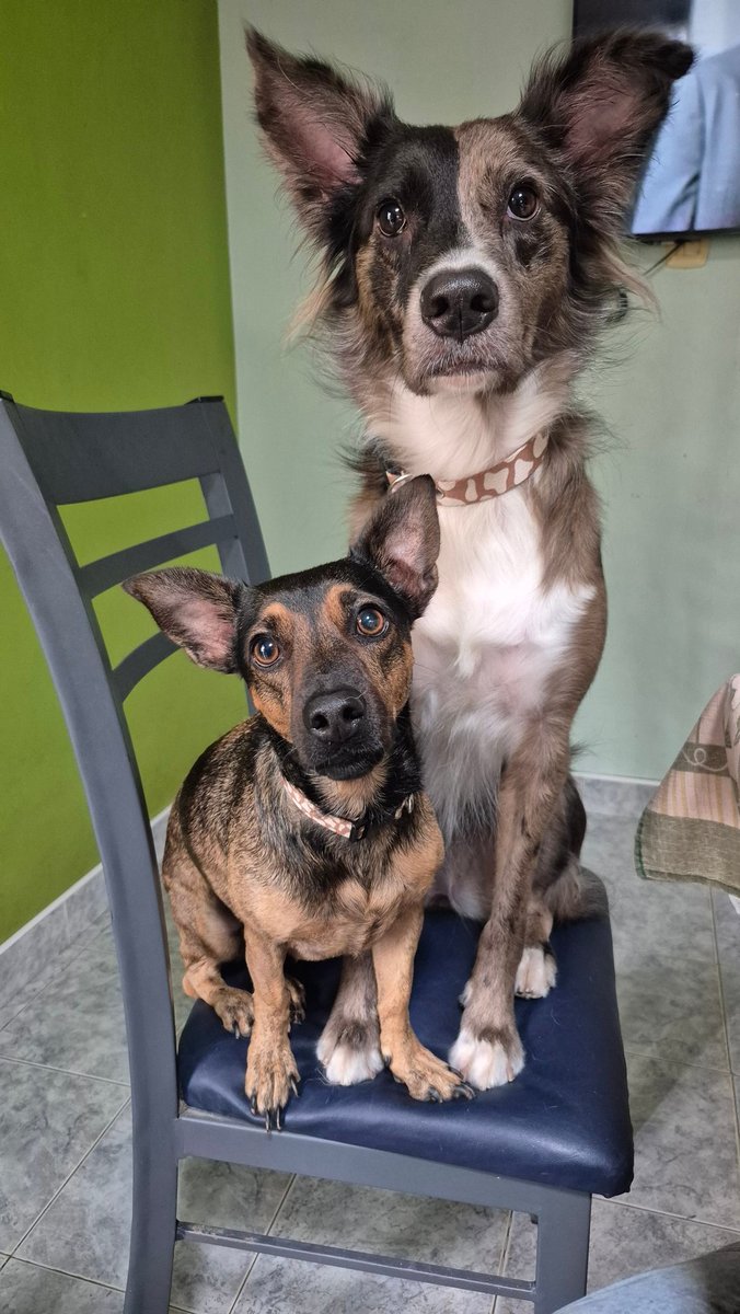 No le sobra un poshito para estas dos cachorras desnutridas ? 🥹🤭