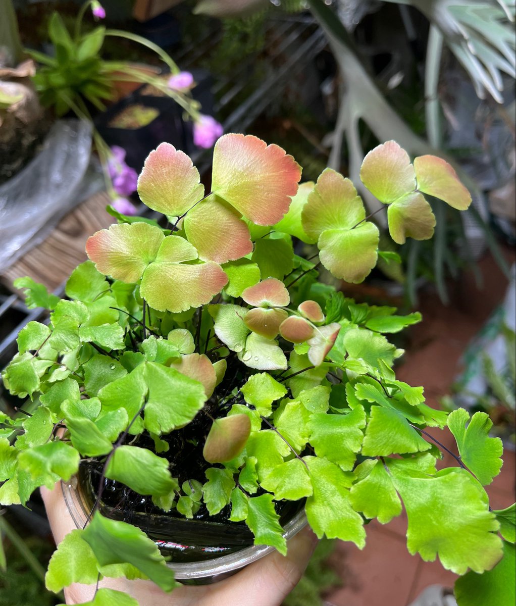 고사리집사 tweet media