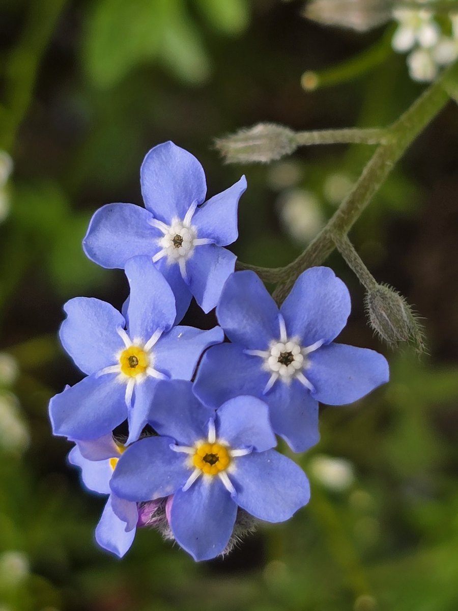 katerina7711's tweet image. Today's #allotment selection and a hazy #sky #flowers #tulips #forgetmenots #gardening #growyourown #spring