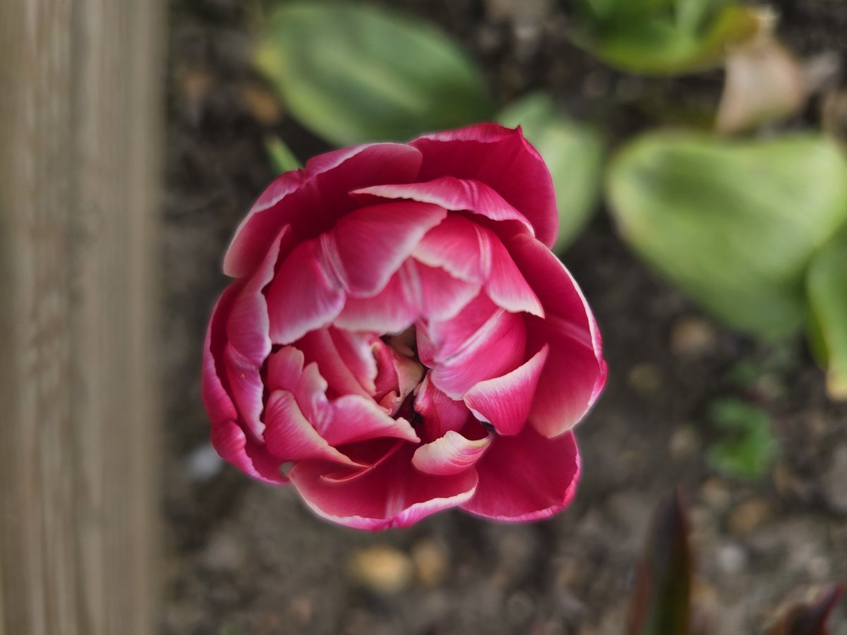 katerina7711's tweet image. Today's #allotment selection and a hazy #sky #flowers #tulips #forgetmenots #gardening #growyourown #spring