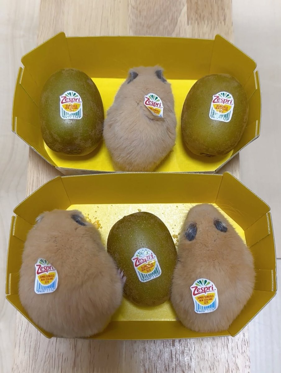 Tweets Of Hamster tweet media