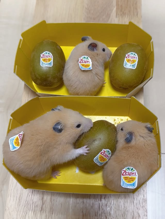 Tweets Of Hamster tweet media